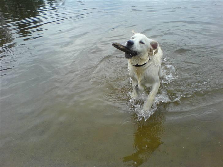 Golden retriever Eddie - 6 mdr. ved birkesø.. billede 4