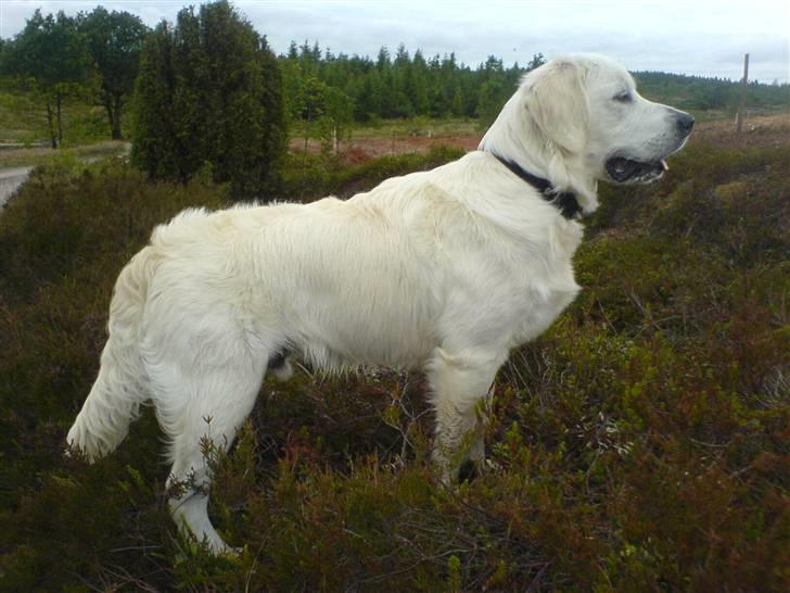 Golden retriever Eddie - 6 mdr. billede 5
