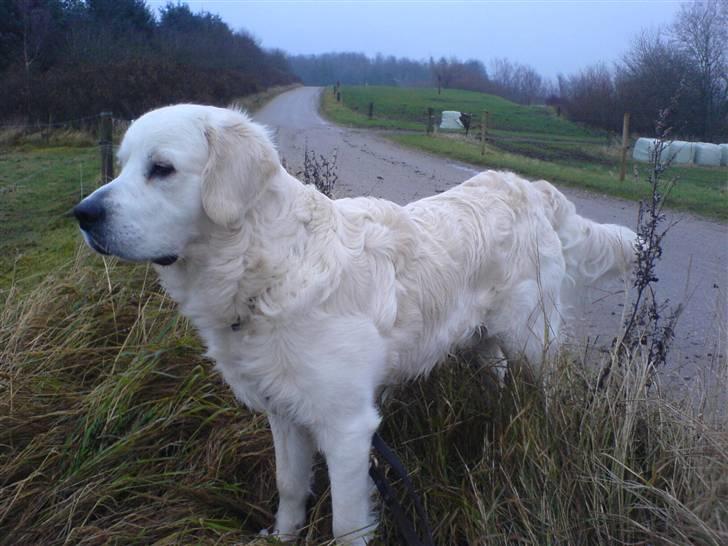 Golden retriever Eddie - kigger på heste.. billede 6