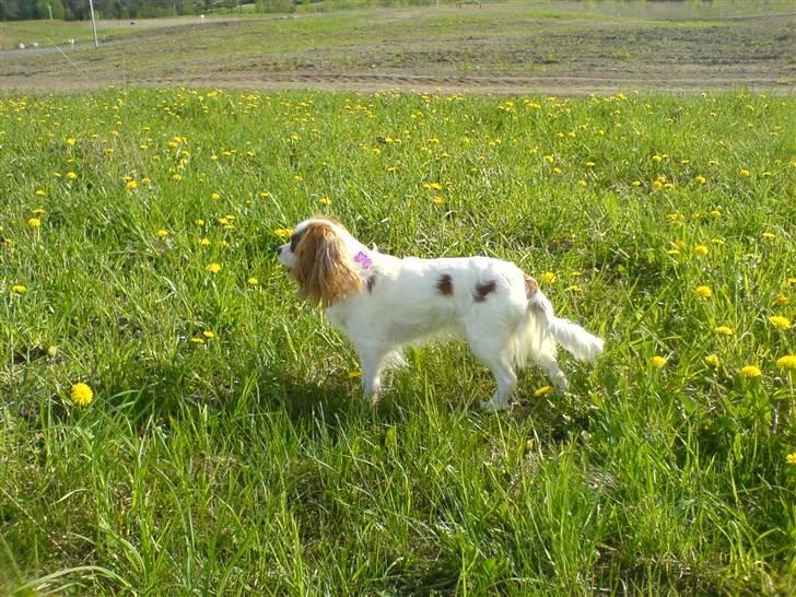 Cavalier king charles spaniel Fluffy billede 4