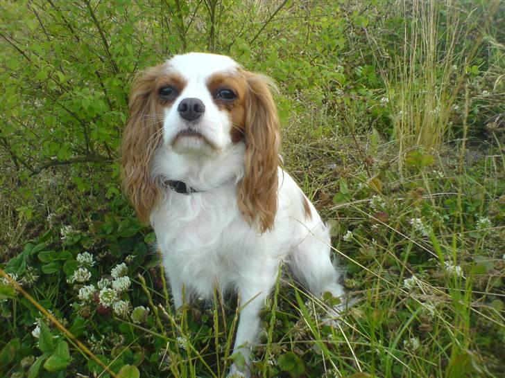 Cavalier king charles spaniel Fluffy billede 5