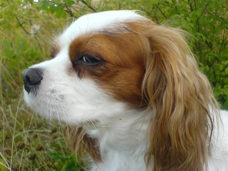 Cavalier king charles spaniel Fluffy billede 6