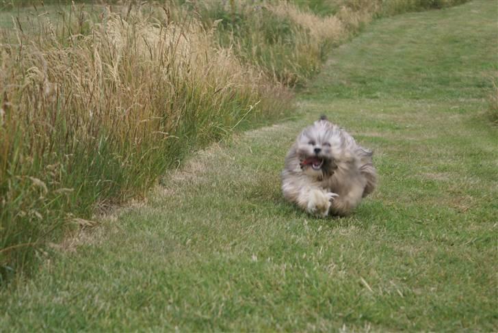 Lhasa apso Carlo - fuld fart på.. billede 3