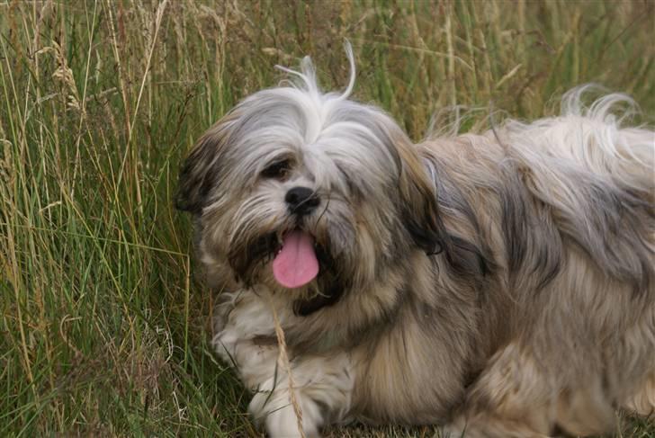 Lhasa apso Carlo billede 4