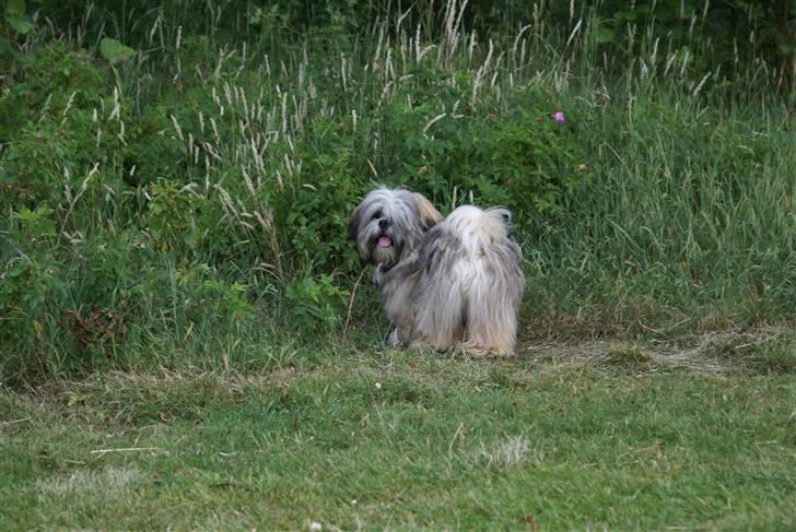 Lhasa apso Carlo billede 5