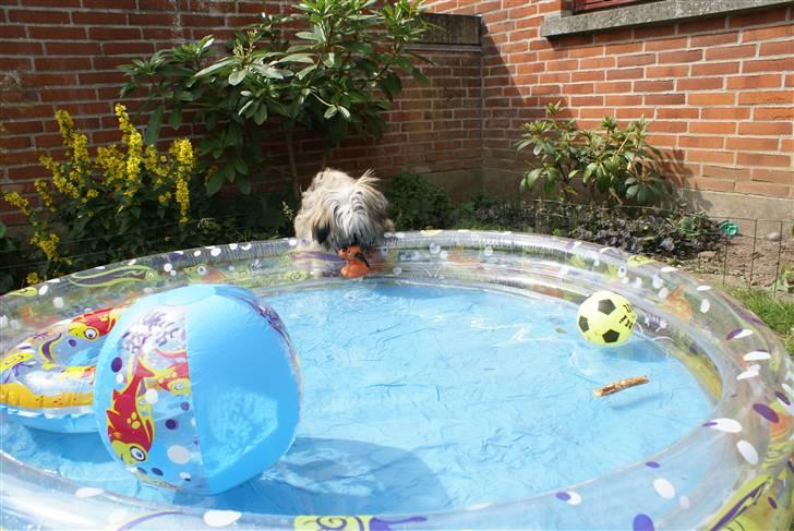 Lhasa apso Carlo billede 6