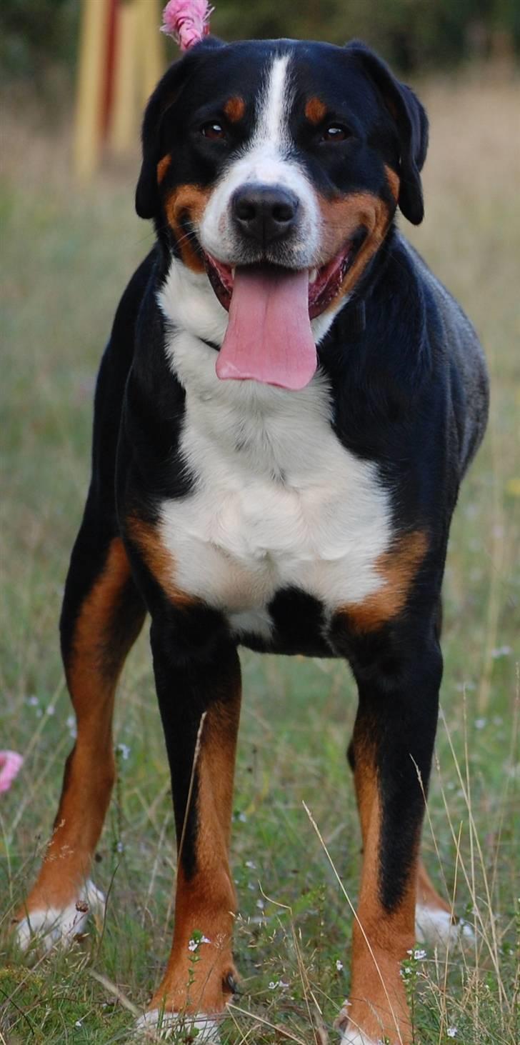 Grosser schweizer sennenhund bonita  billede 10