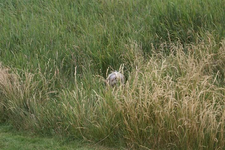 Lhasa apso Carlo - jeg er lige her.. billede 7