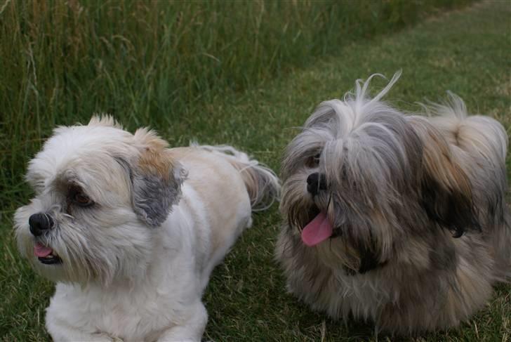 Lhasa apso Carlo - walder og carlo billede 8