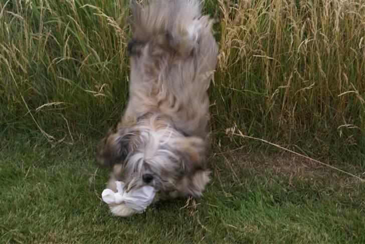 Lhasa apso Carlo - jeg fandt posen med godbidderne billede 9