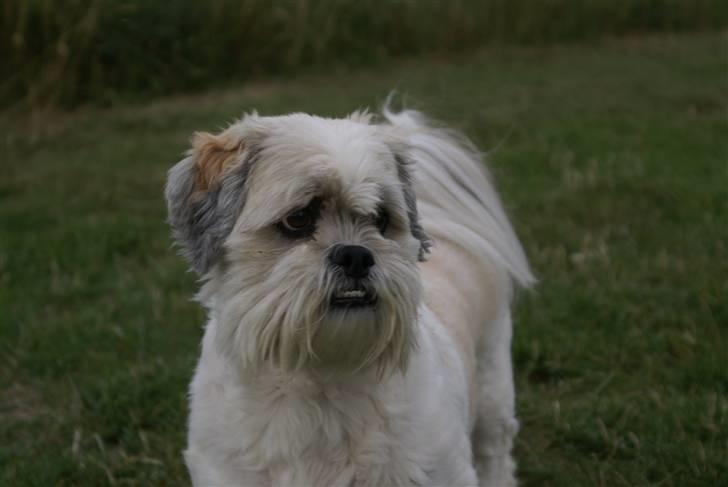 Lhasa apso Walder billede 4