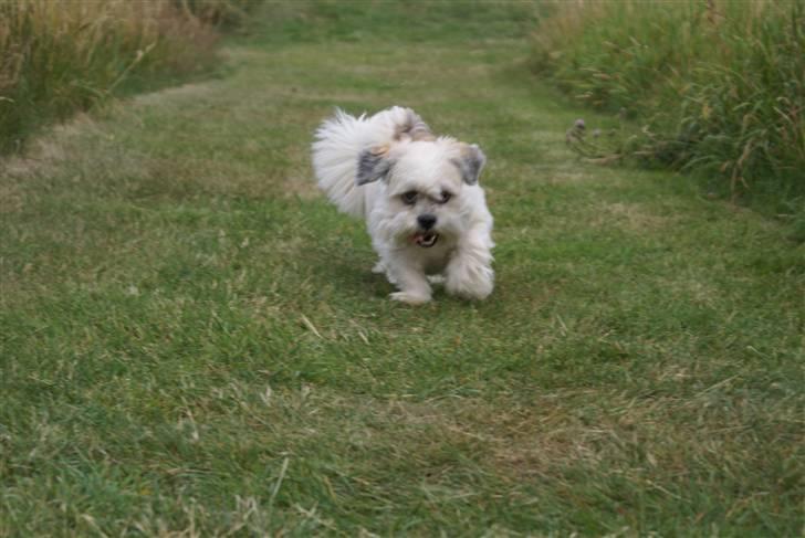Lhasa apso Walder - fuld fart på.. billede 5
