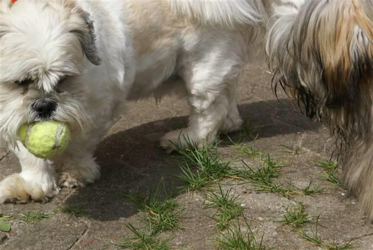 Lhasa apso Walder - du får ikke min bold billede 7