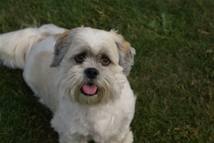 Lhasa apso Walder billede 8