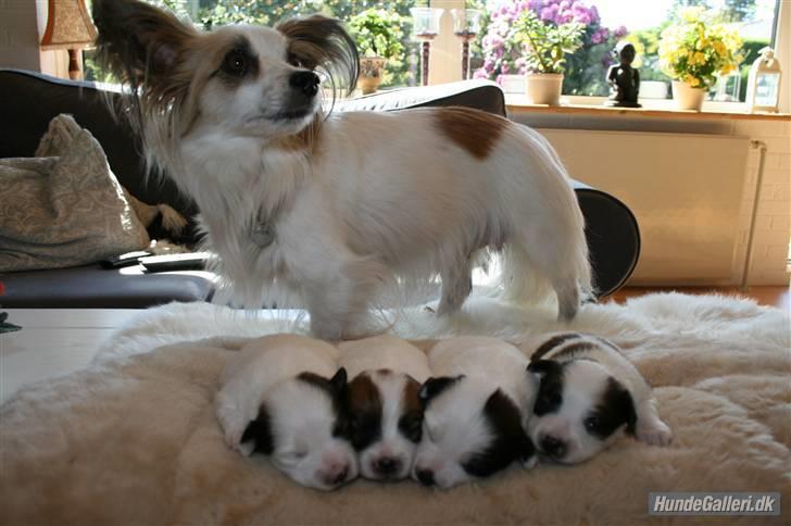 Papillon Bølle *R.I.P.* - Her er jeg sammen med min mor og 3 søskende - mig helt til højre :o) billede 9