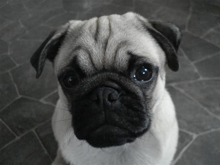 Mops Arnold billede 15