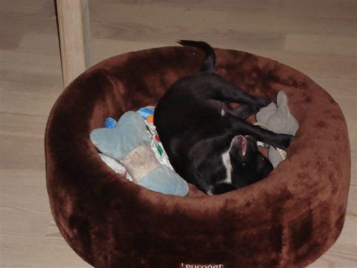 Chihuahua Molly - Så nu kan Lene ikke finde mig billede 9