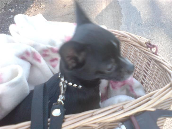 Chihuahua Molly - Sådan kan man også blive transporteret. Nemlig i en cykelkurv, wee det sjovt! billede 10