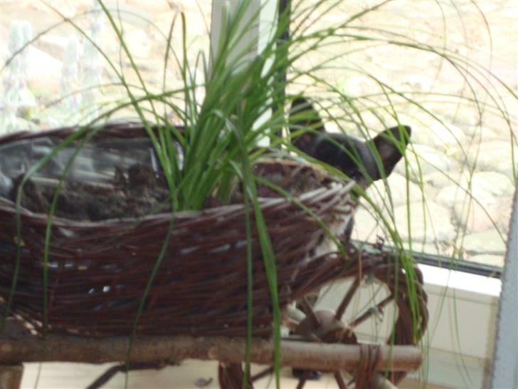 Chihuahua Molly - Hvad sker der hvis jeg graver lidt i trillebøren billede 11