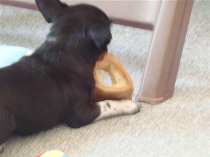 Chihuahua Molly - Mit kødben.... Mumsss billede 12