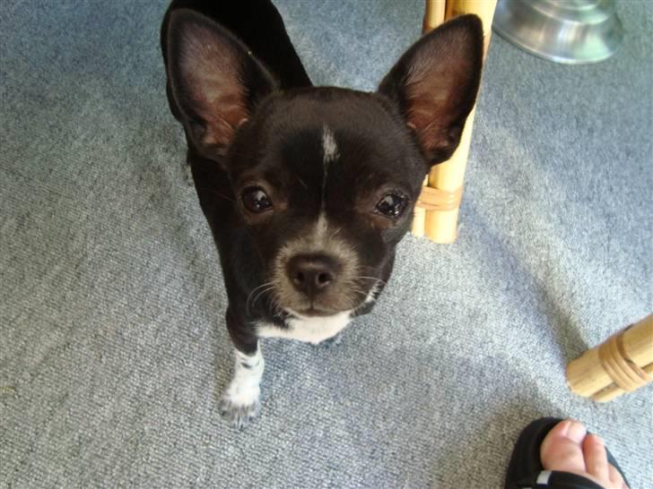 Chihuahua Molly - Hvad laver du "Mor" billede 13