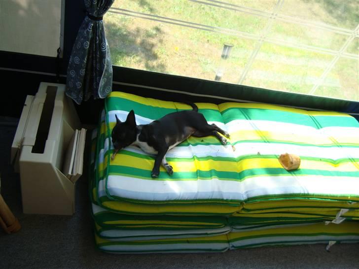 Chihuahua Molly - Så er Molly helt udkørt. billede 14