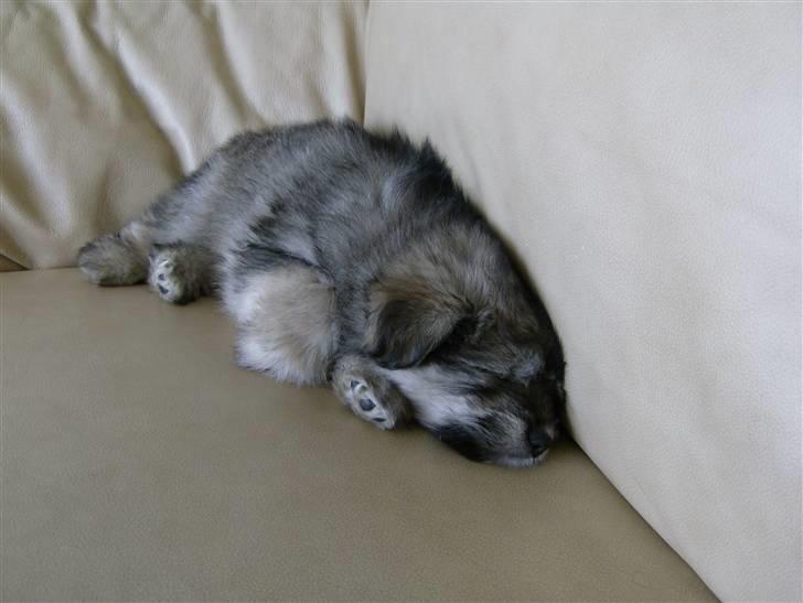 Blanding af racer GABY billede 17