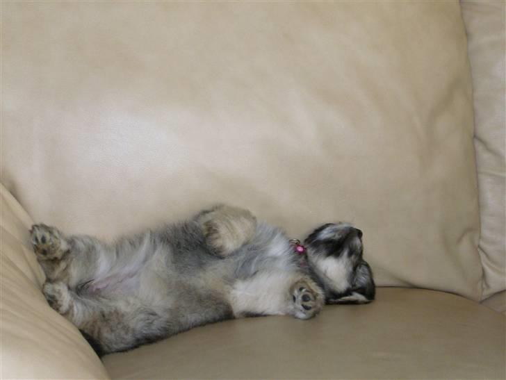 Blanding af racer GABY billede 18