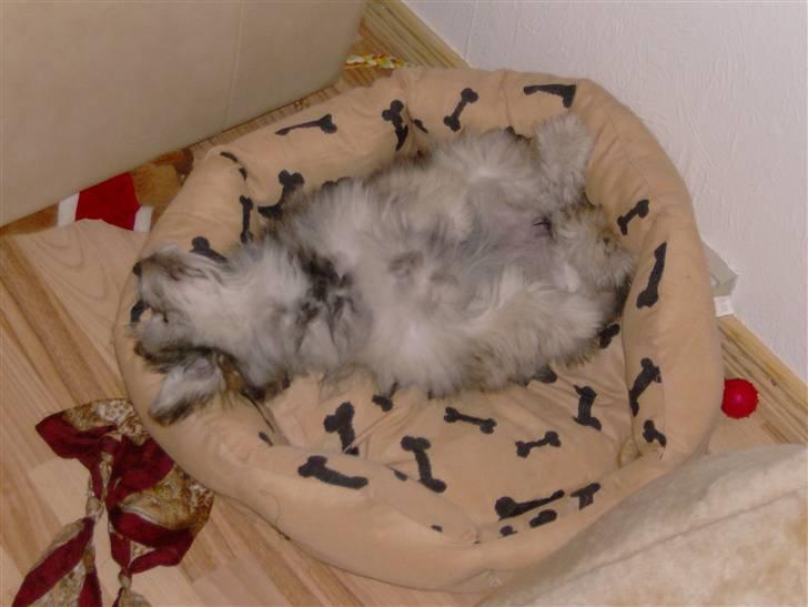 Blanding af racer GABY billede 19