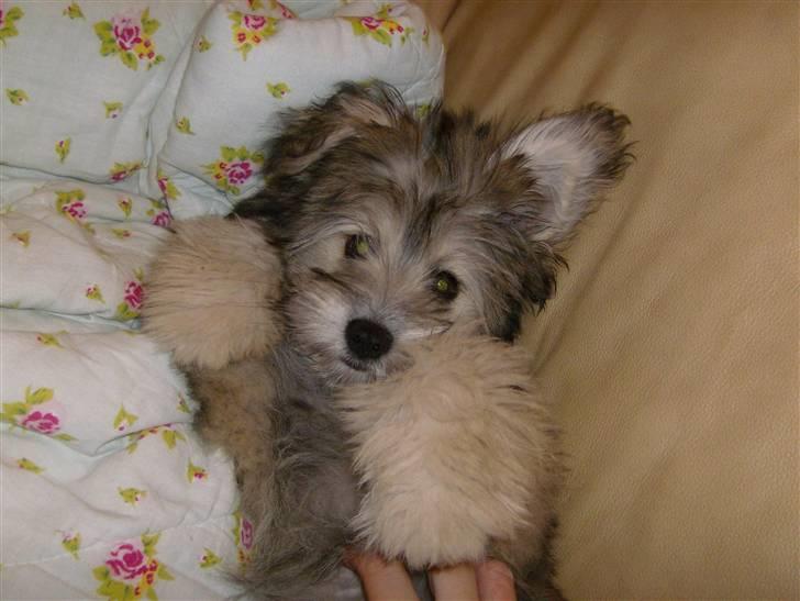 Blanding af racer GABY billede 20