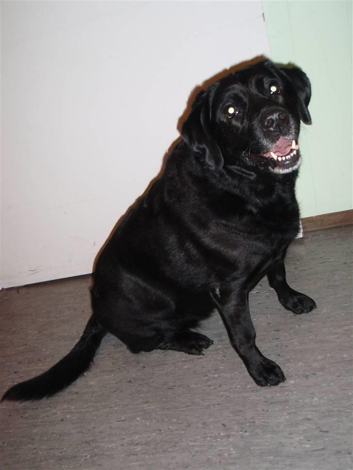 Blanding af racer Nokia - Her sidder Nokia pænt.. Hun er med til min fars 50 års fødselsdag..! billede 1