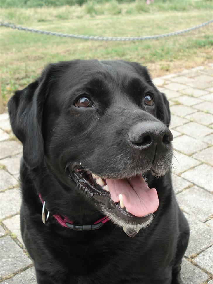 Blanding af racer Nokia billede 2