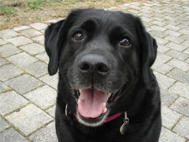 Blanding af racer Nokia billede 3