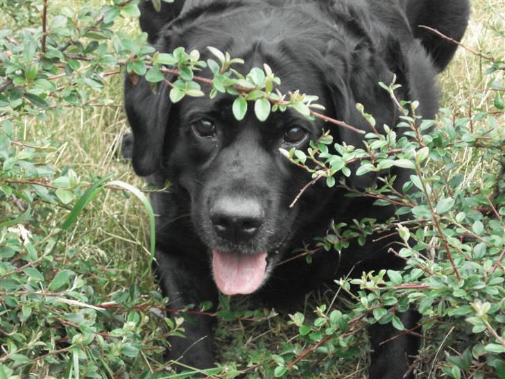 Blanding af racer Nokia billede 4