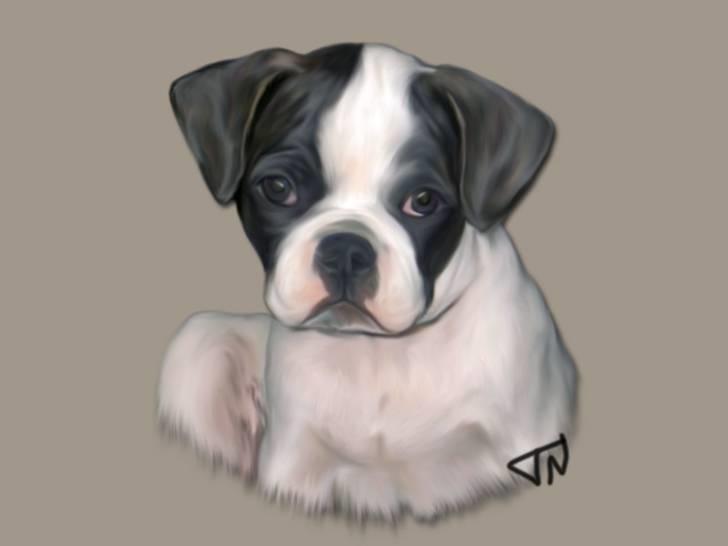 Blanding af racer Fransk bulldog/mops Boss - Billed lavet af ..::Tinna & lilly::.-A.M.S.T.A.F.F ejer billede 20