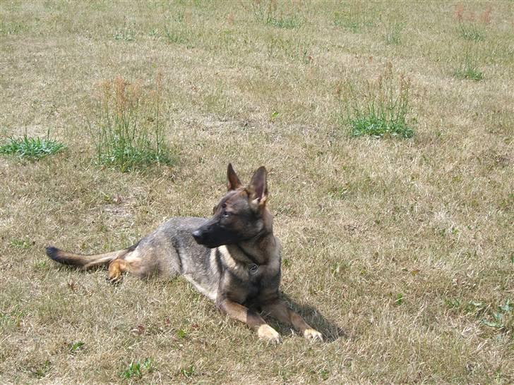 Schæferhund Fenzi billede 8