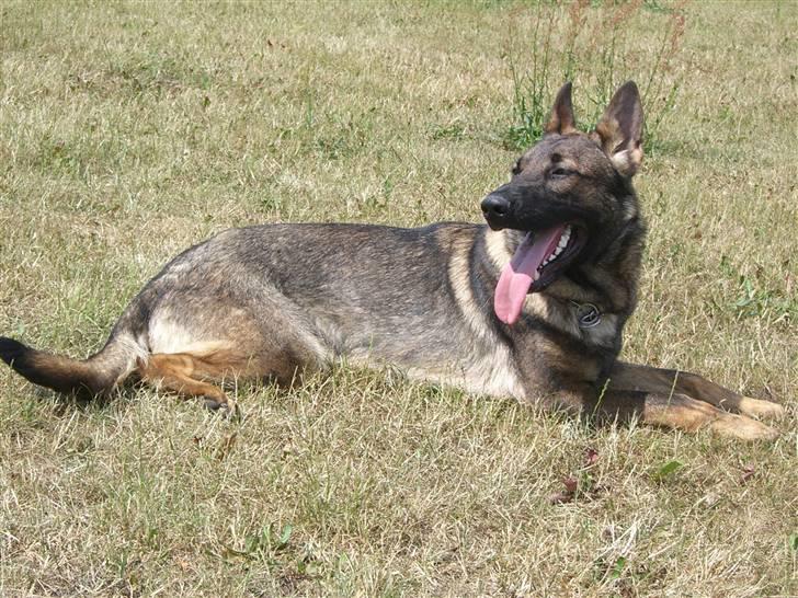 Schæferhund Fenzi billede 9