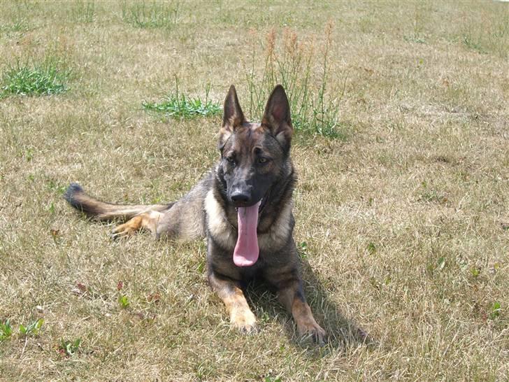 Schæferhund Fenzi billede 10