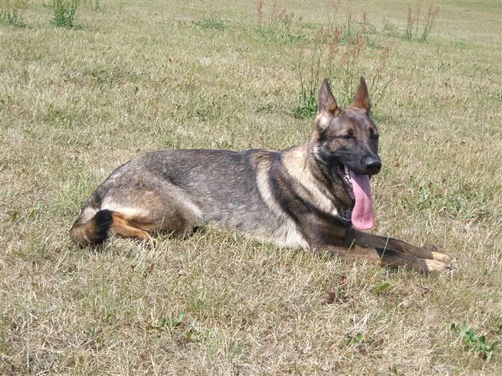 Schæferhund Fenzi billede 11