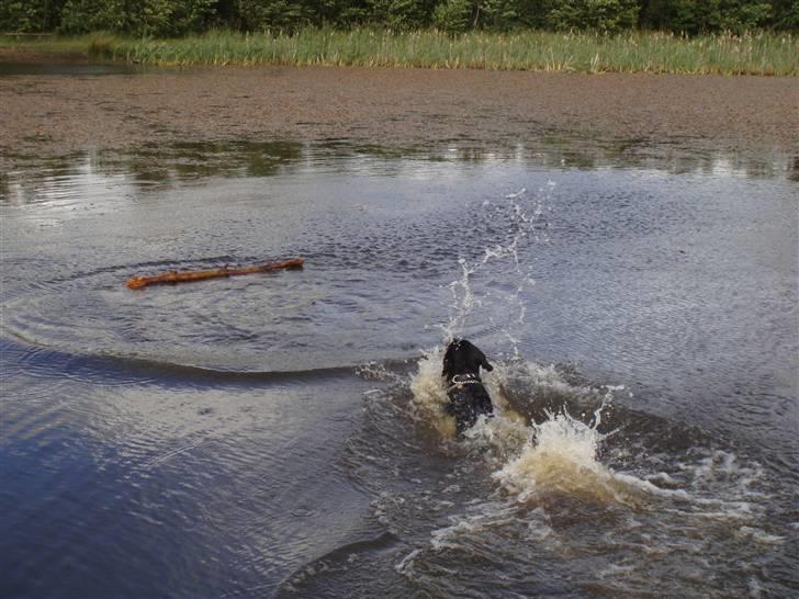 Rottweiler Rocco billede 18