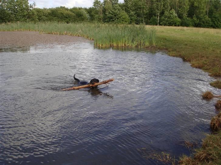 Rottweiler Rocco billede 19