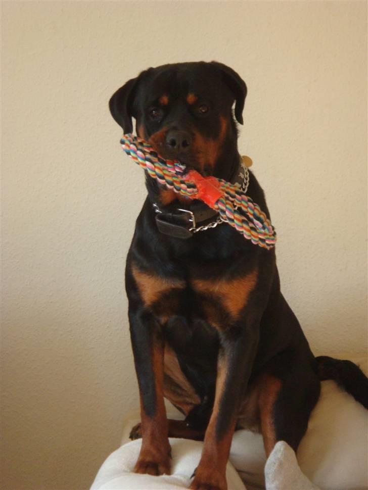 Rottweiler Rocco billede 20