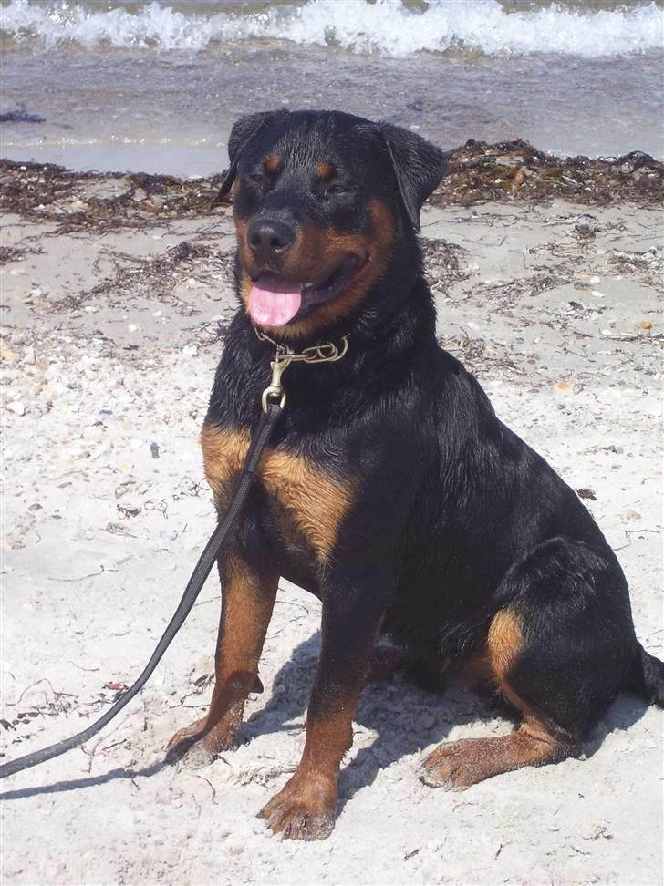 Rottweiler Elmedige´s Manny billede 15