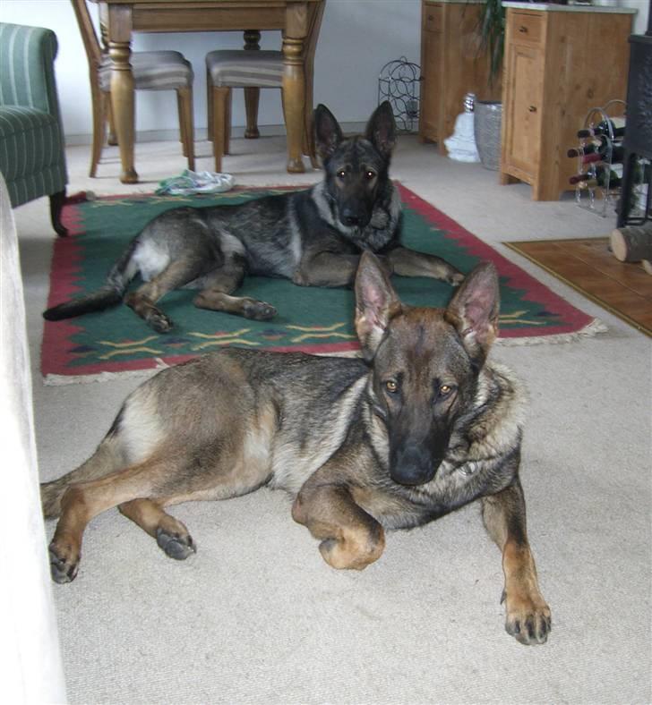 Schæferhund Fenzi - Det er mig som ligger i forgrunden.................... billede 12