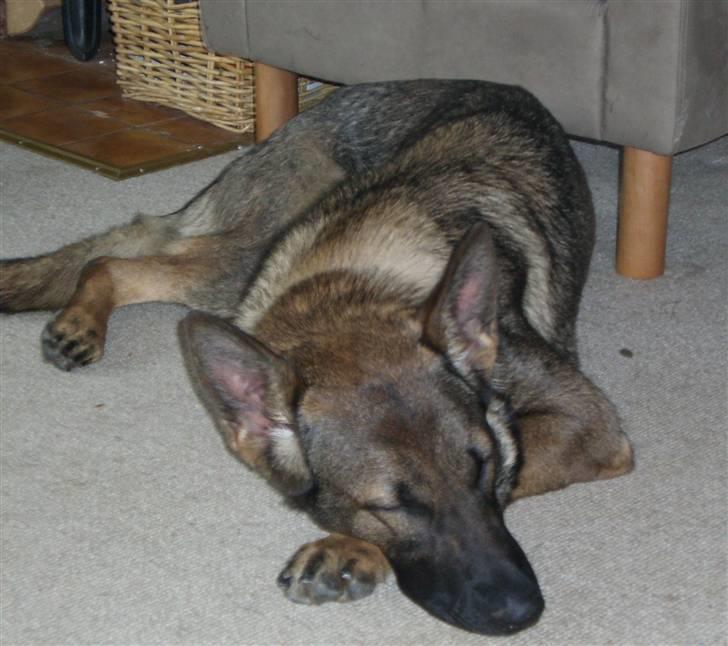 Schæferhund Fenzi billede 13