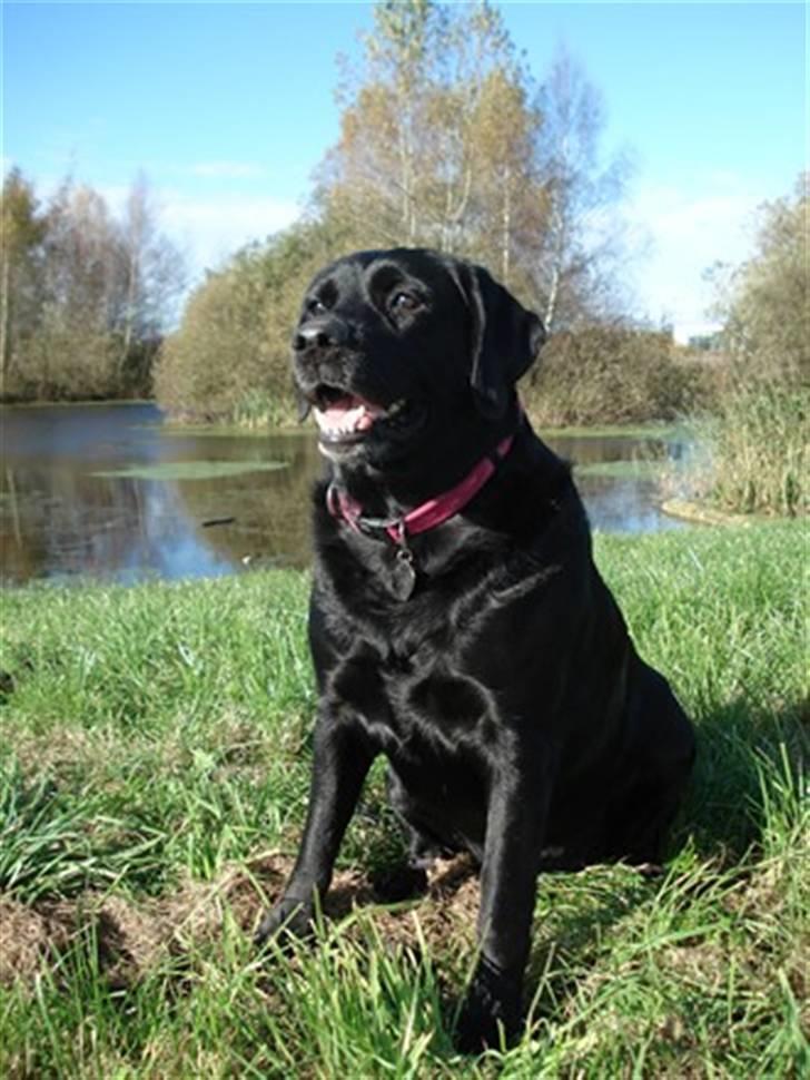 Blanding af racer Nokia billede 5