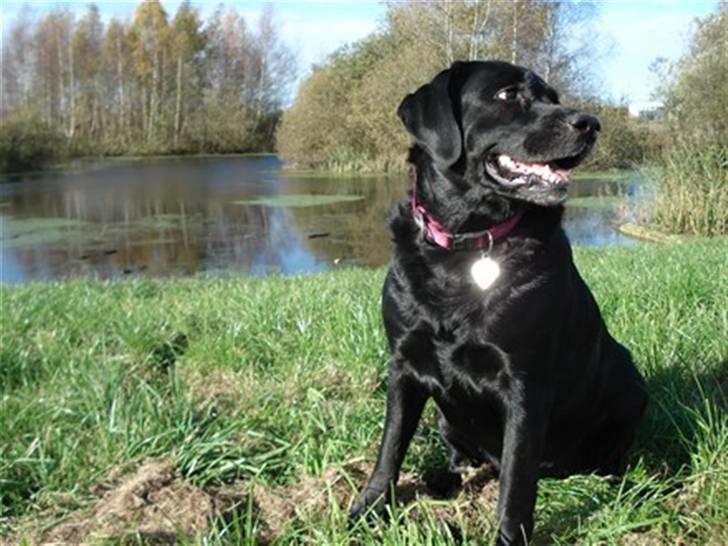 Blanding af racer Nokia billede 6