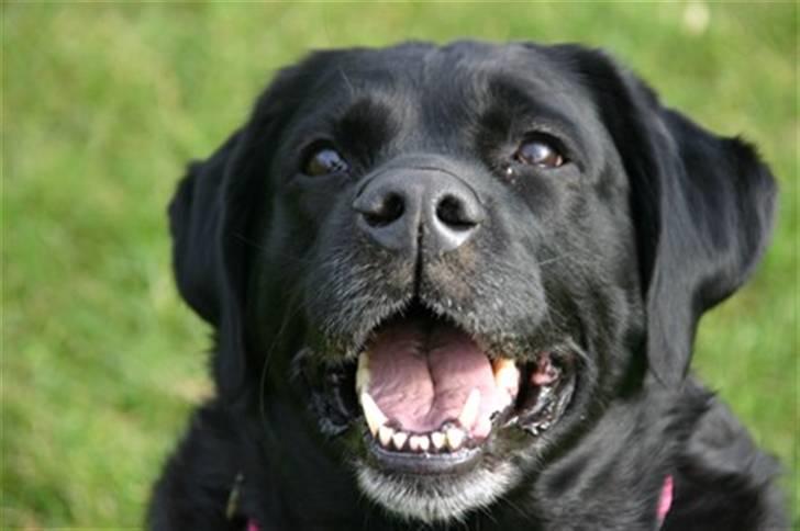 Blanding af racer Nokia billede 7