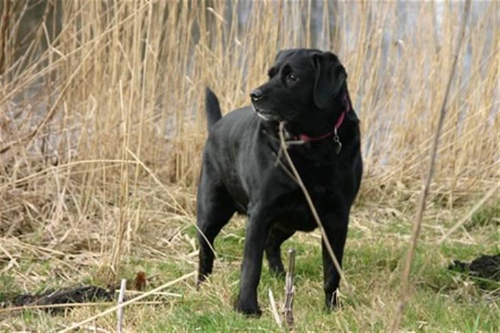 Blanding af racer Nokia billede 8