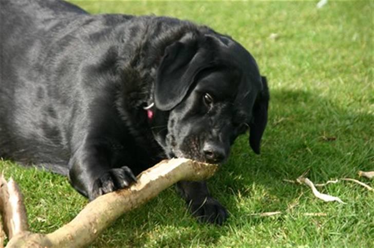 Blanding af racer Nokia billede 9